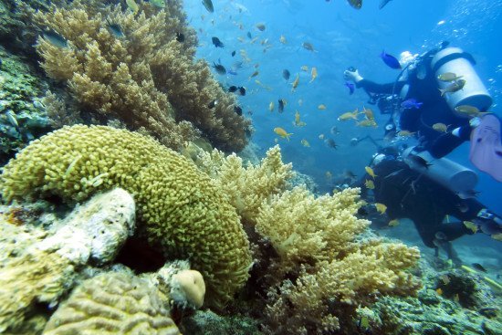 Panglao dive img