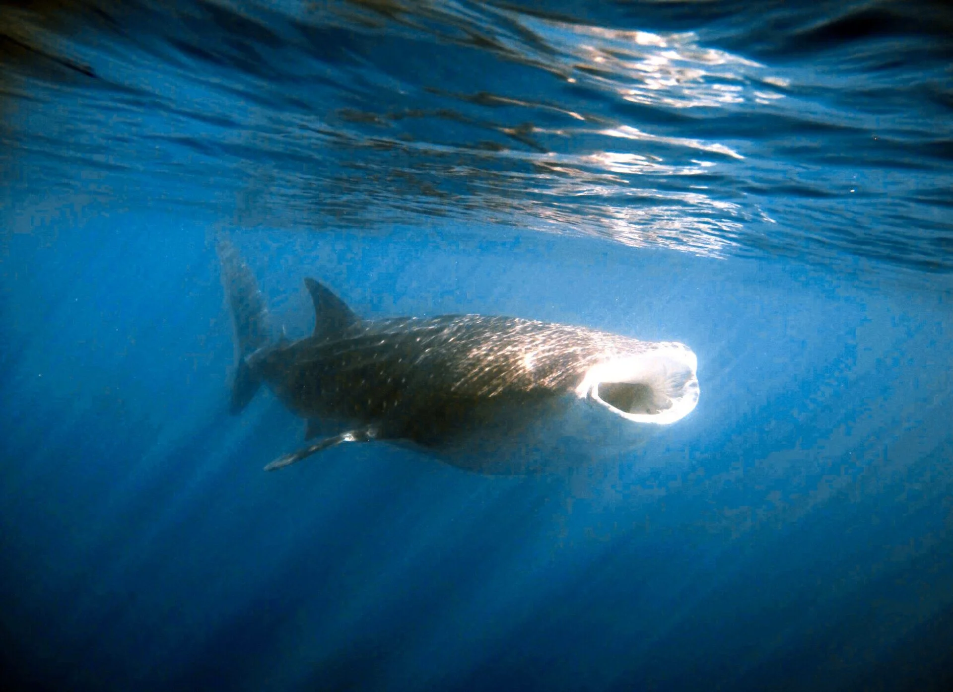 whales