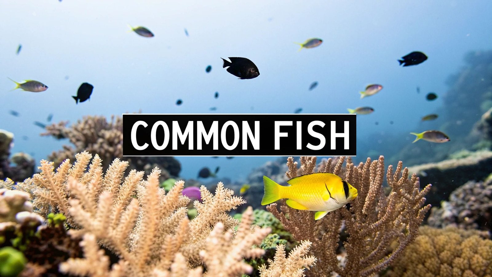 Top 10 Common Fish in the Philippines to Spot in 2025 - Valm Divers Bohol